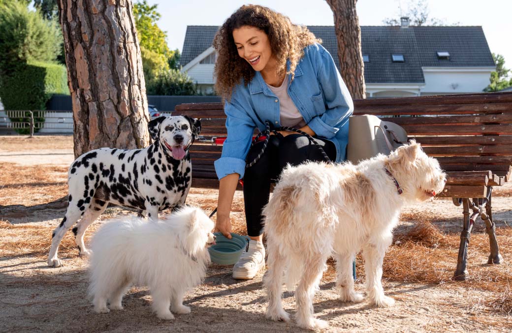 Woman feeding three dogs